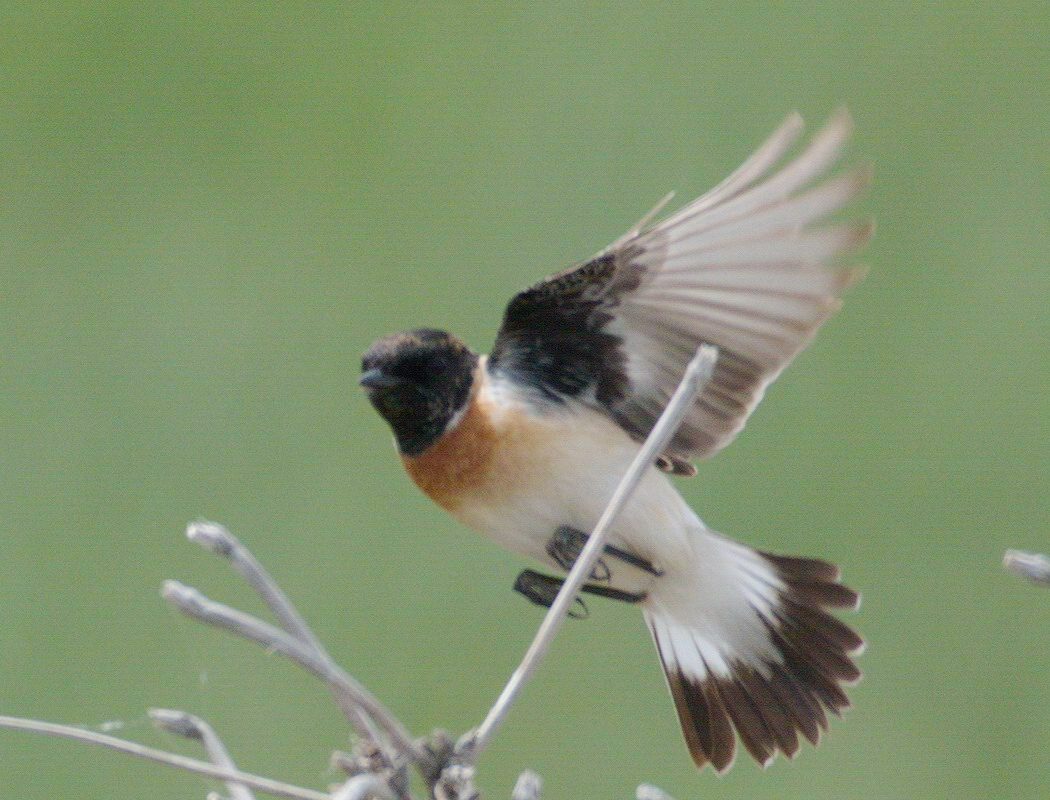 Sibirya taşkuşu