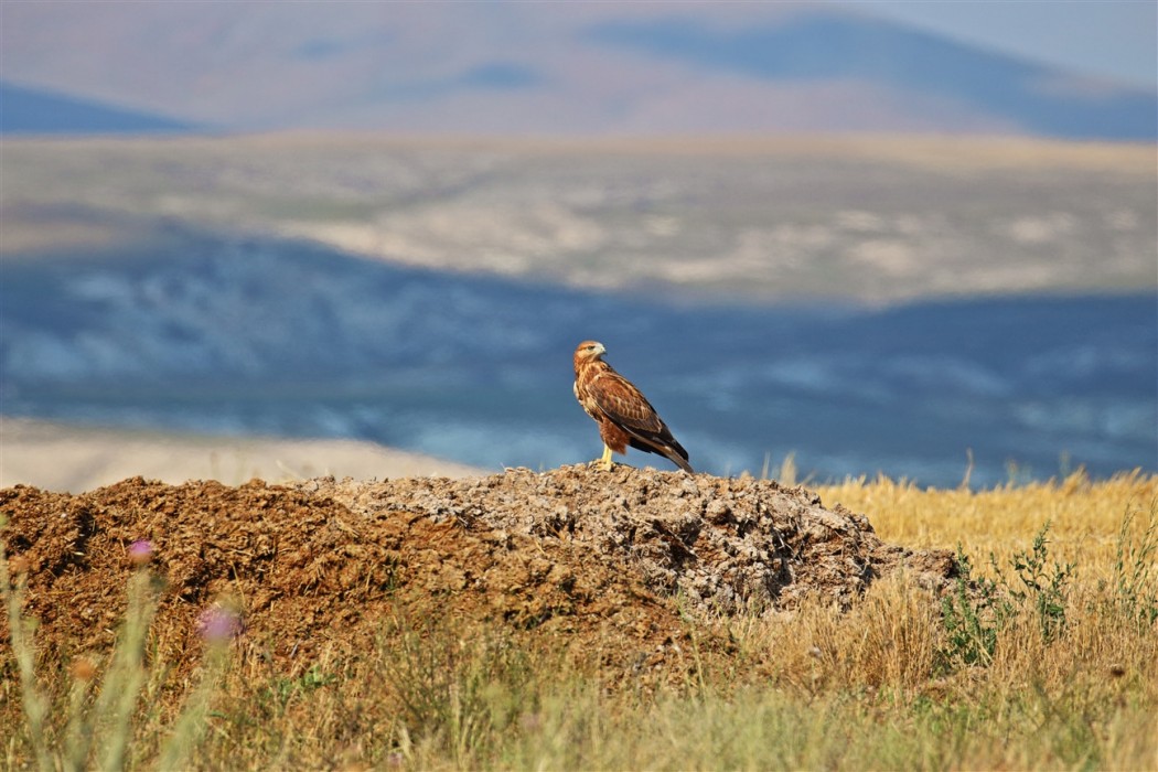 Şahin