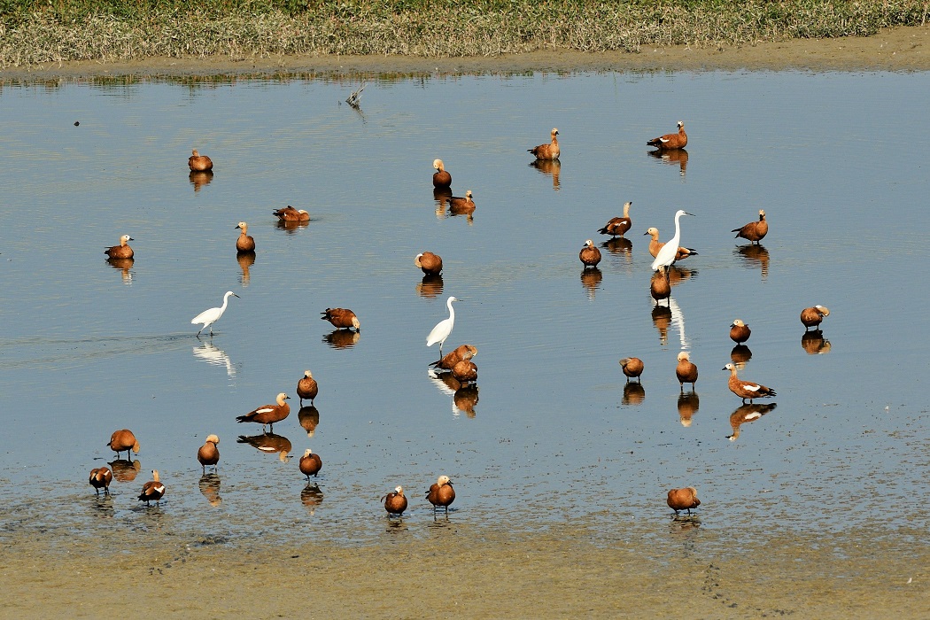 Angıt