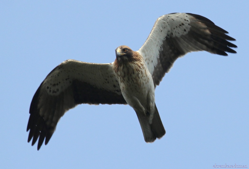 Küçük kartal