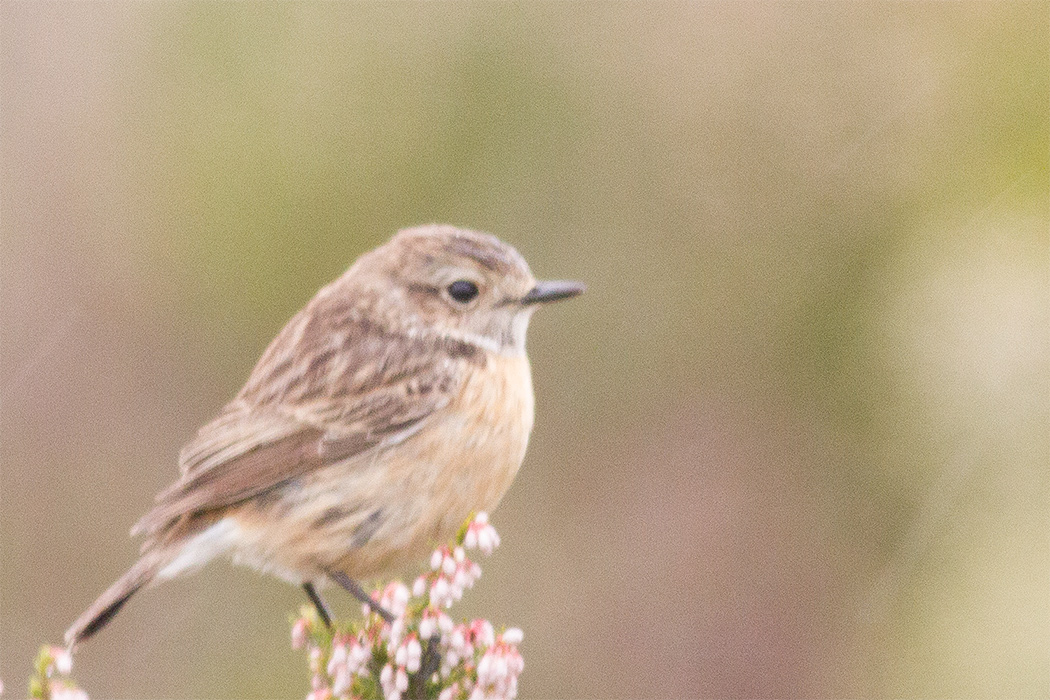 Taşkuşu