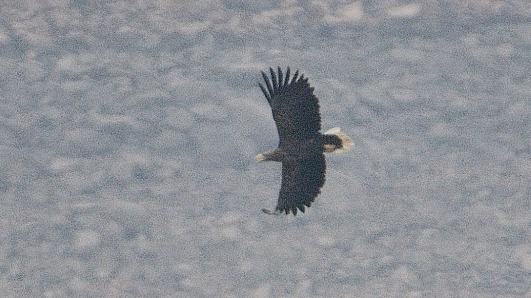 Akkuyruklu kartal