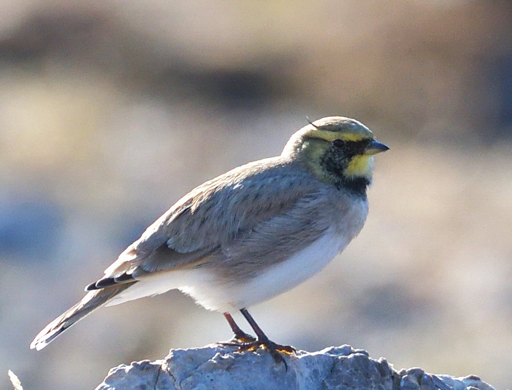 Kulaklı toygar