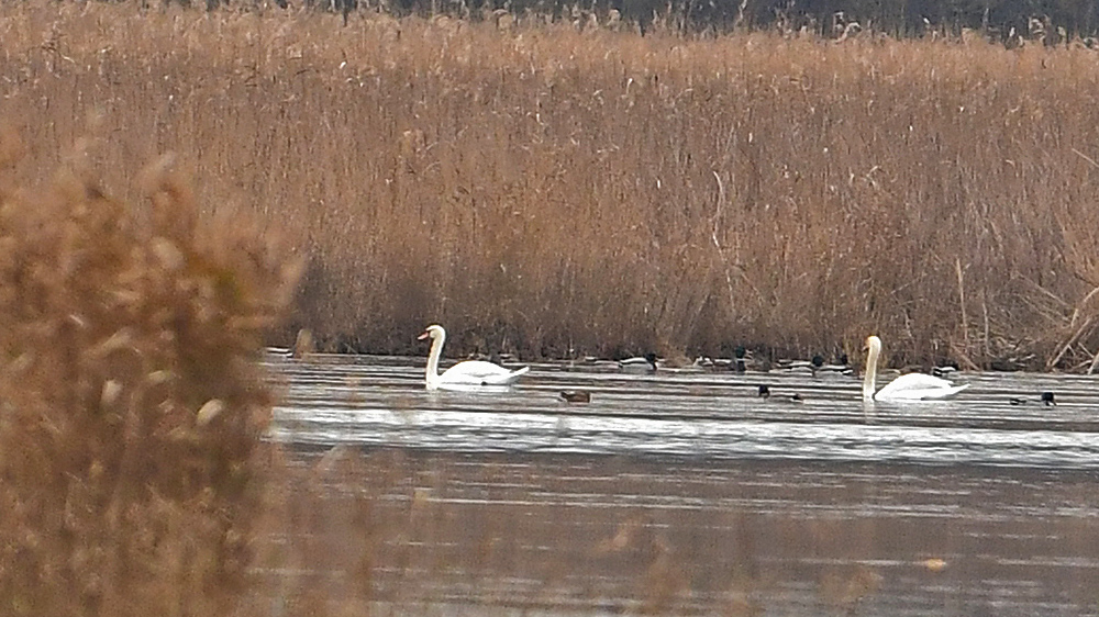 Kuğu