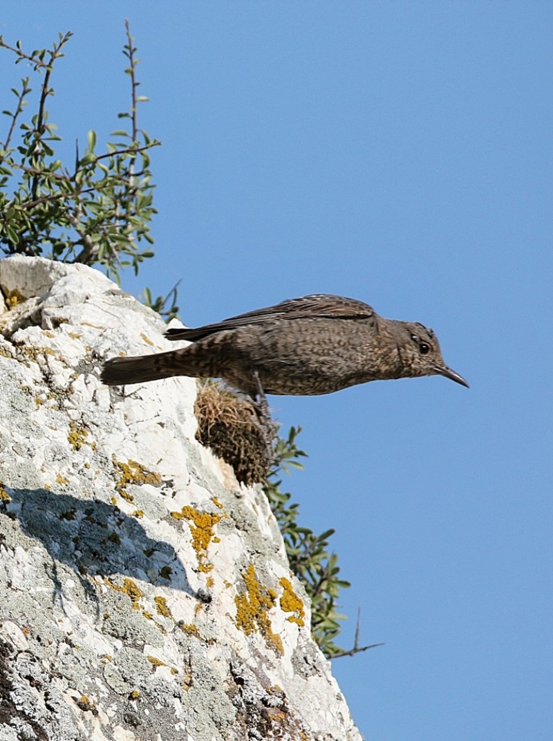 Gökardıç