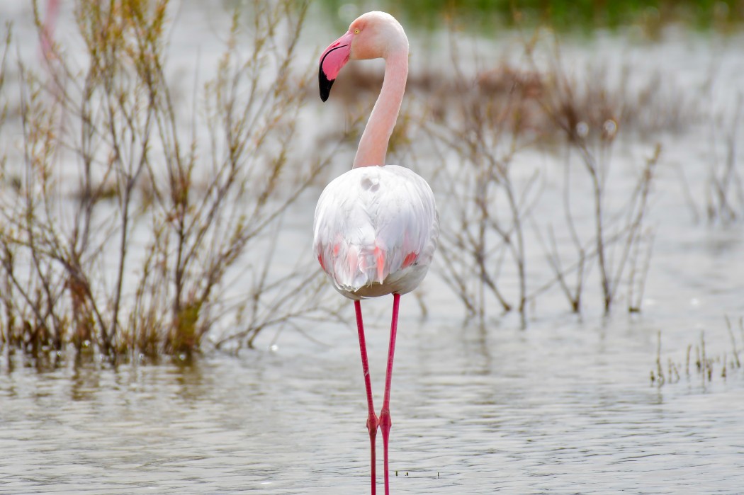 Flamingo