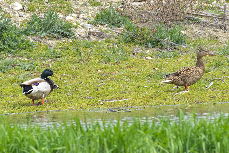 Yeşilbaş