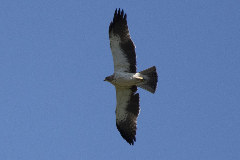 Küçük kartal