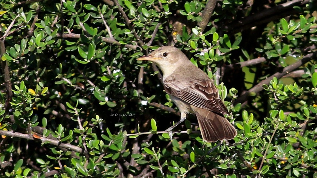 Zeytin mukallidi