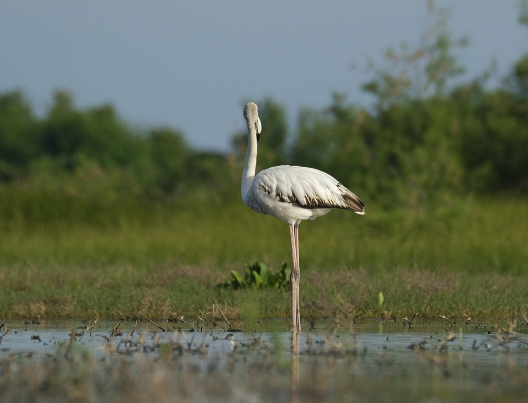 Flamingo