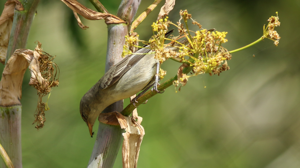 Zeytin mukallidi