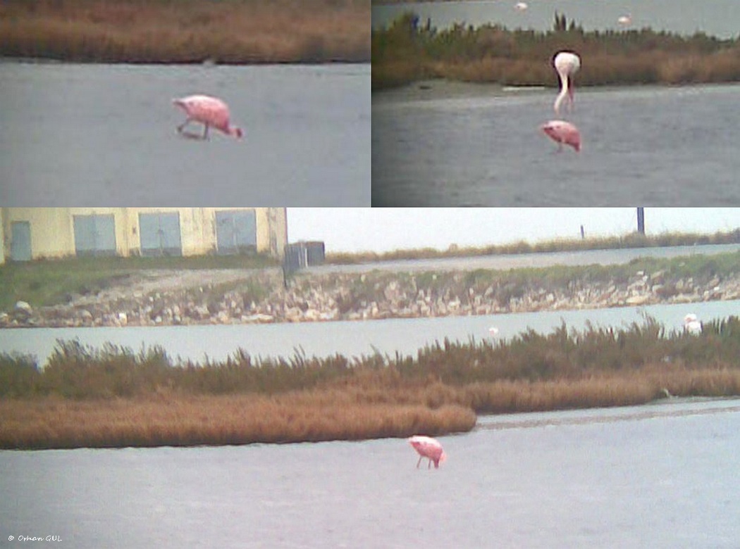 Küçük flamingo