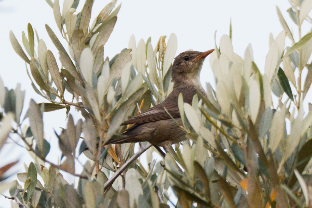 Zeytin mukallidi