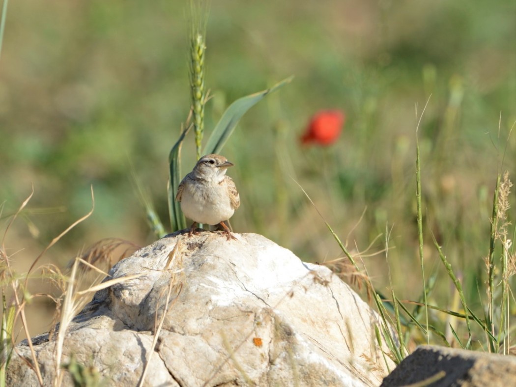 Bozkır toygarı