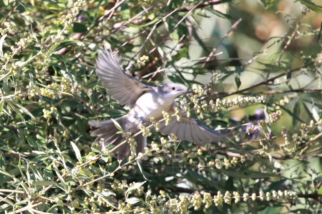 Zeytin mukallidi