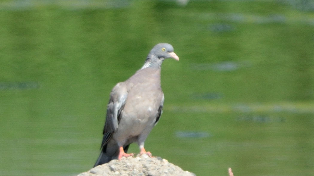 Tahtalı