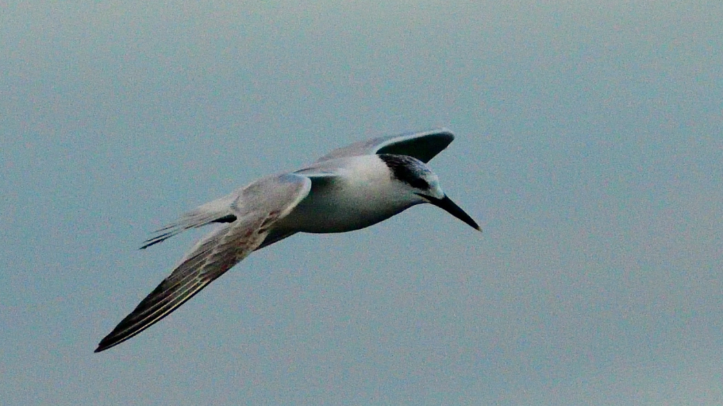 Karagagalı sumru