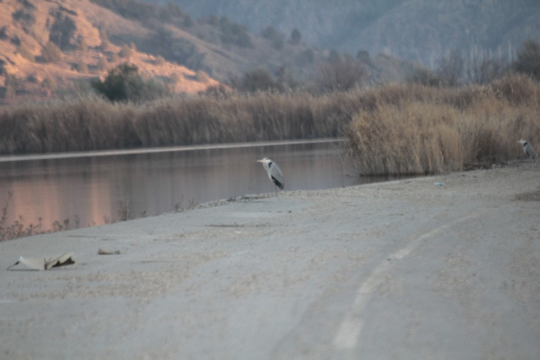 Gri balıkçıl