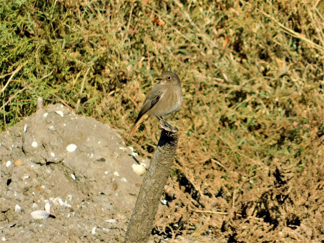 Kara kızılkuyruk