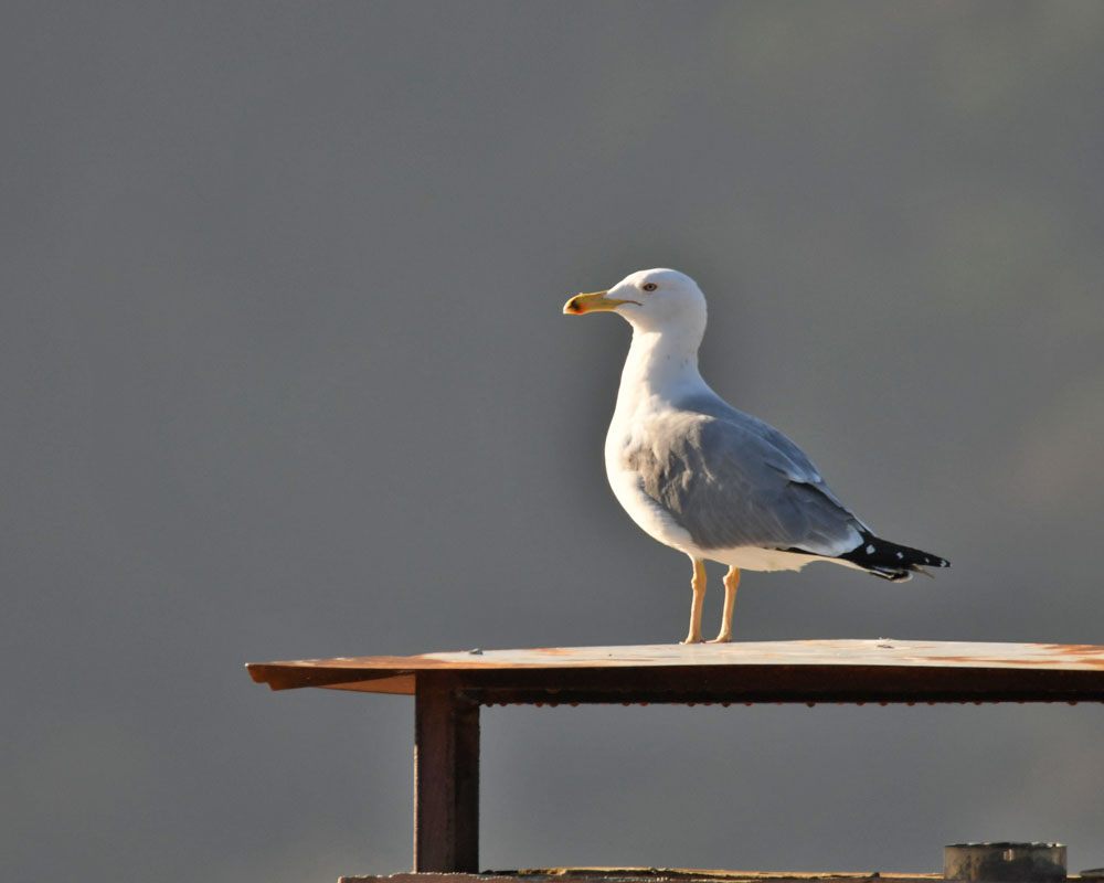 Gümüş martı