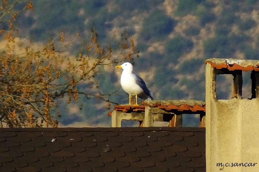 Gümüş martı