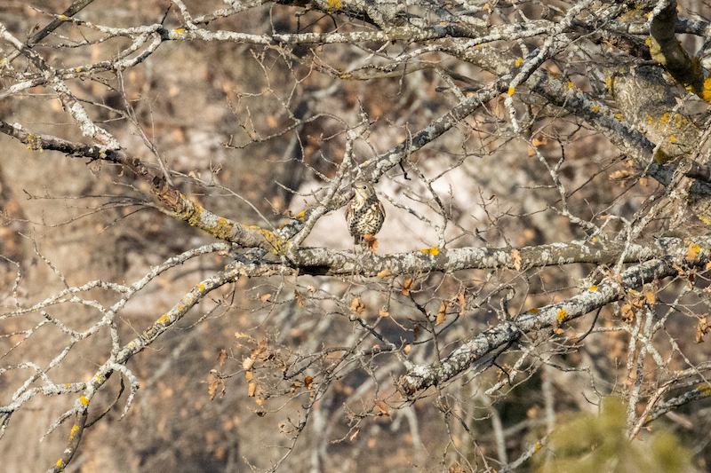 Ökse ardıcı