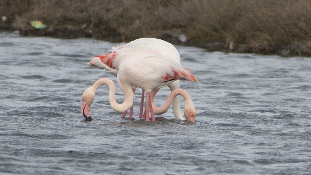 Flamingo