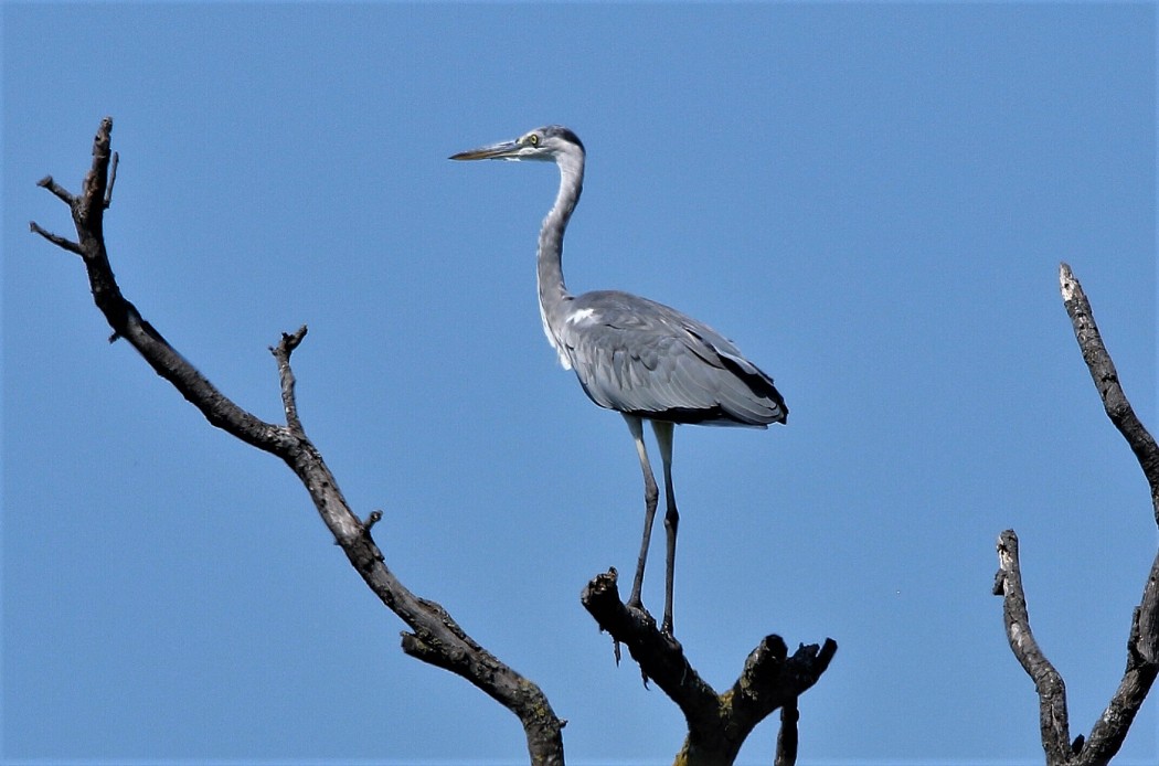 Gri balıkçıl