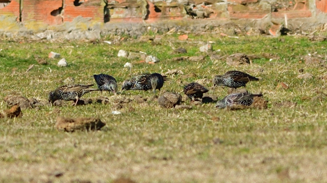 Sığırcık