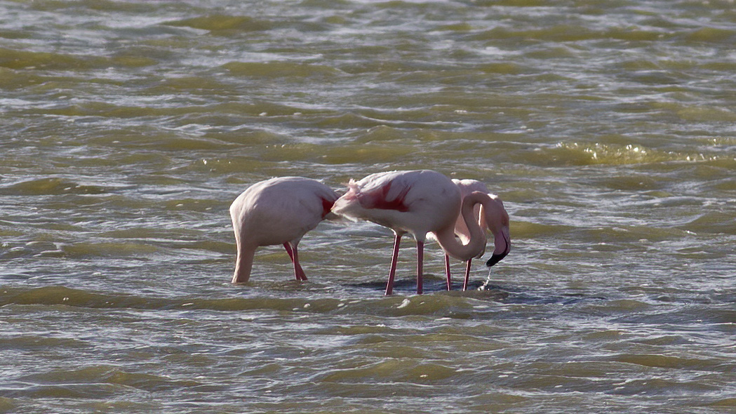 Flamingo