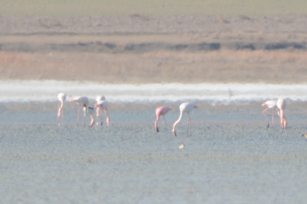 Küçük flamingo