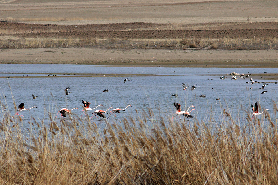 Flamingo