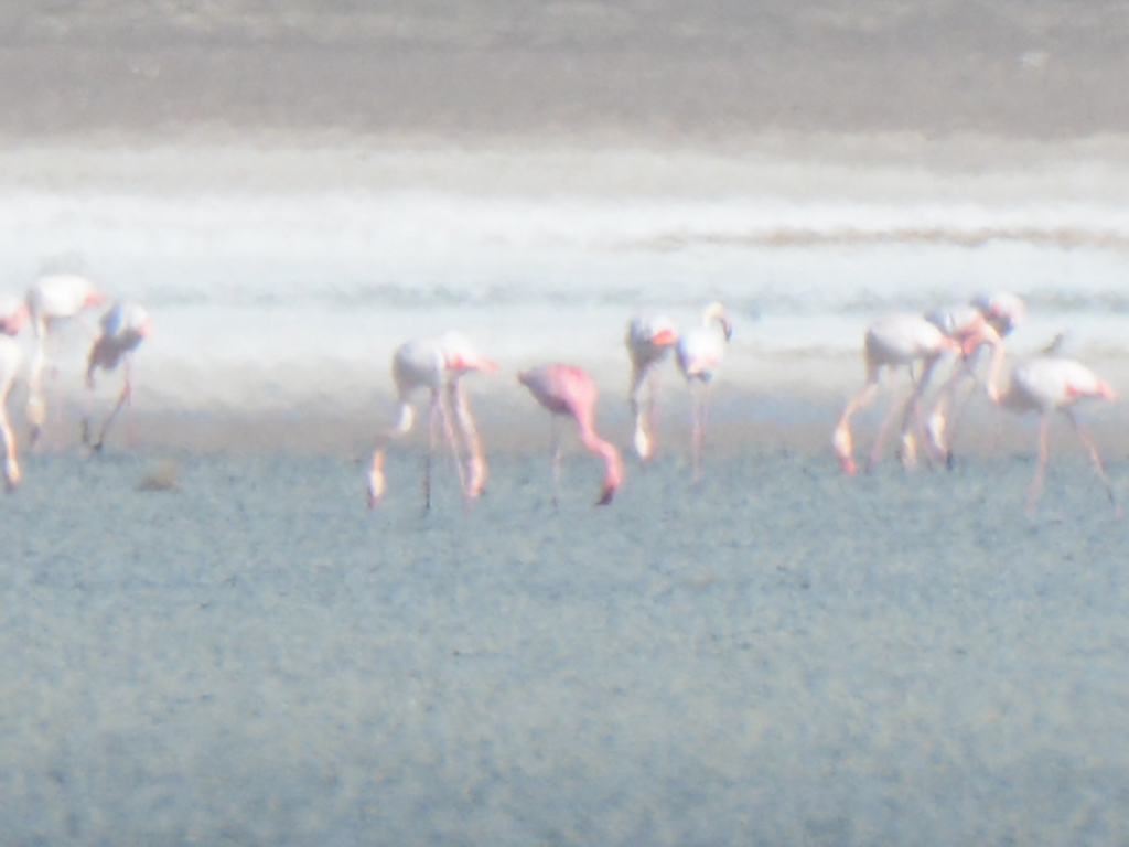 Küçük flamingo