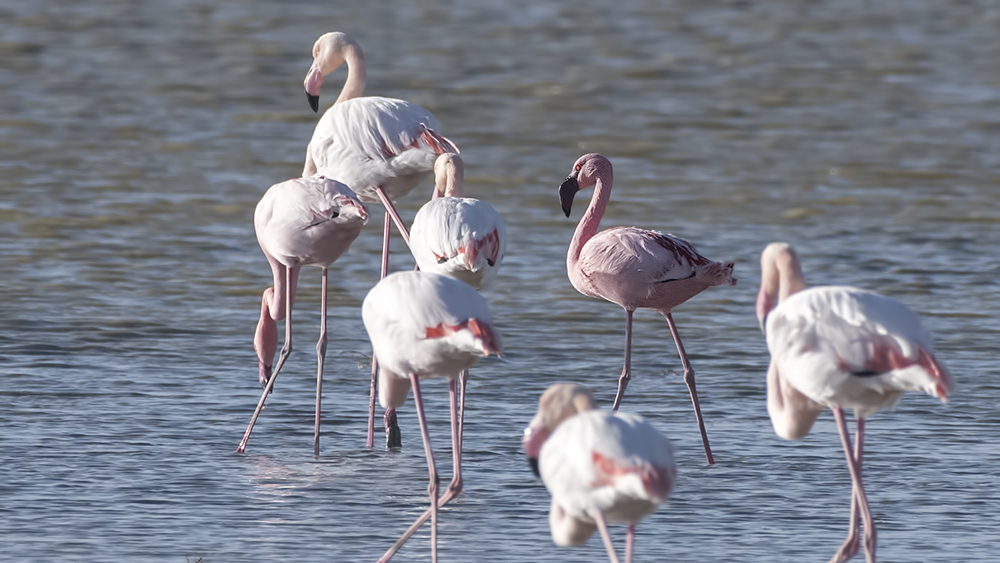 Küçük flamingo