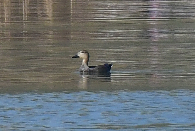 Boz ördek