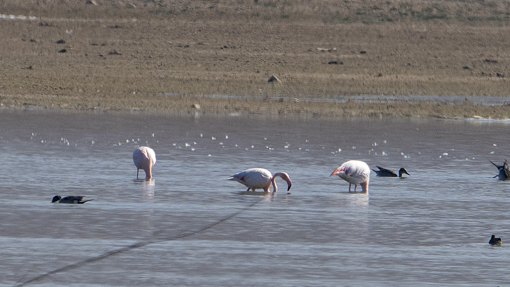 Flamingo