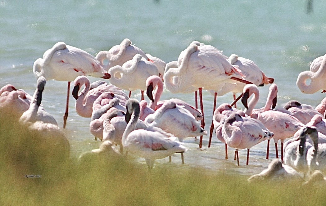 Küçük flamingo