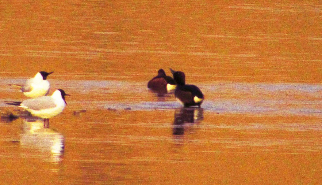 Pasbaş patka