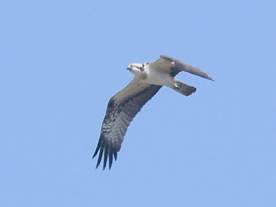 Balık kartalı