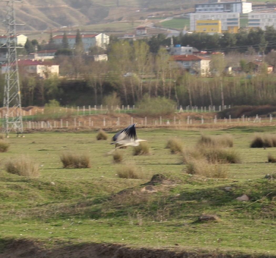 Gri balıkçıl