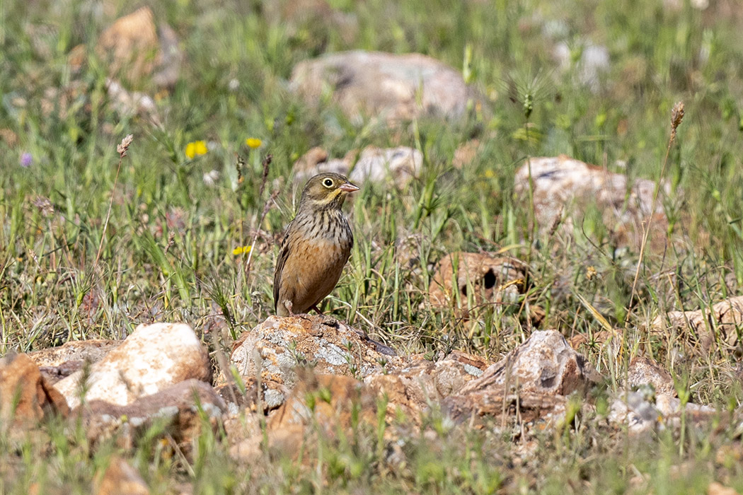 Kirazkuşu