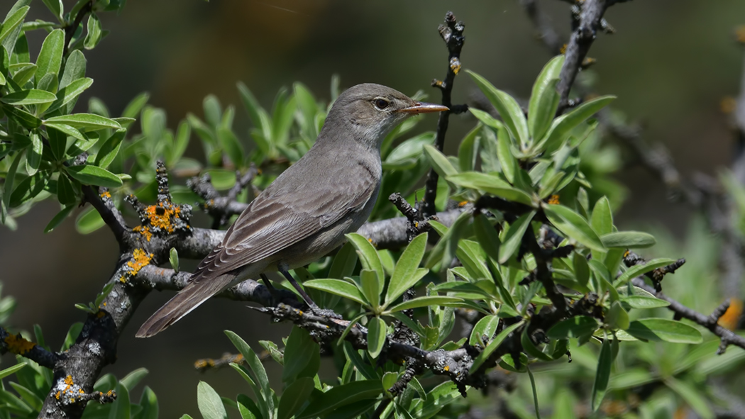 Zeytin mukallidi