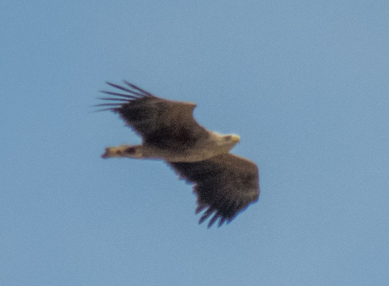 Akkuyruklu kartal