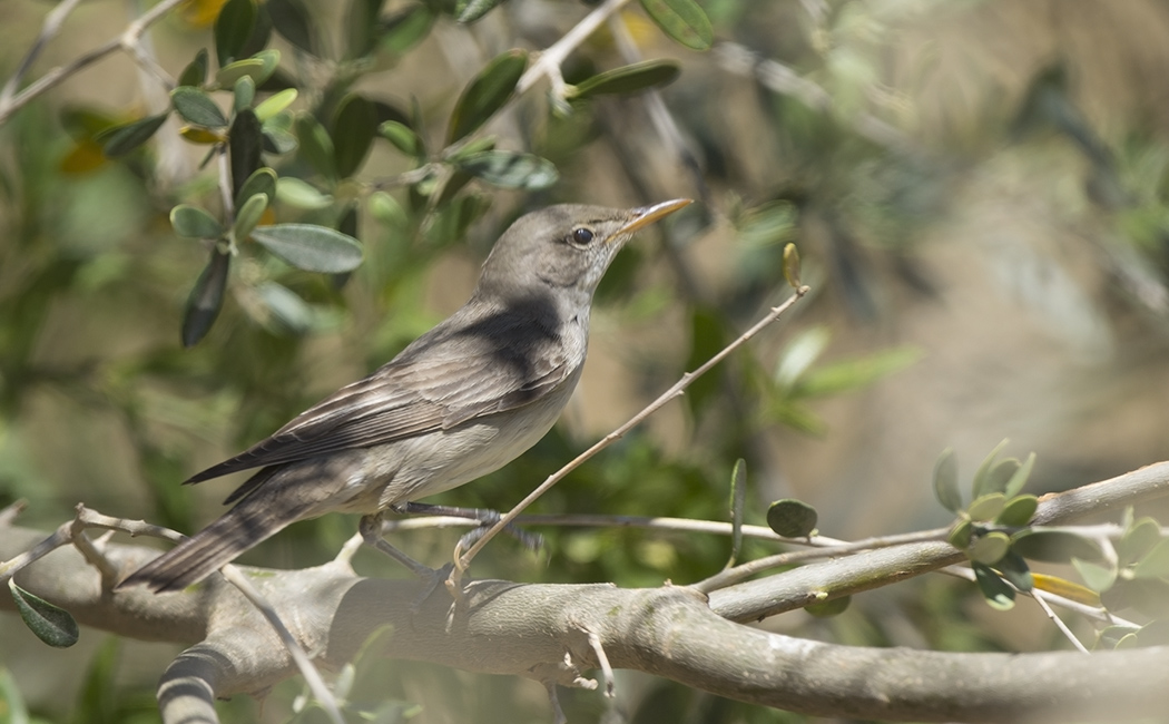 Zeytin mukallidi