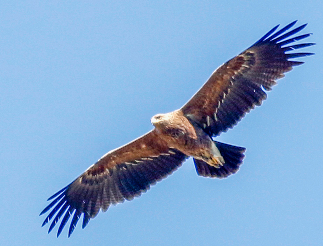 Şah kartal