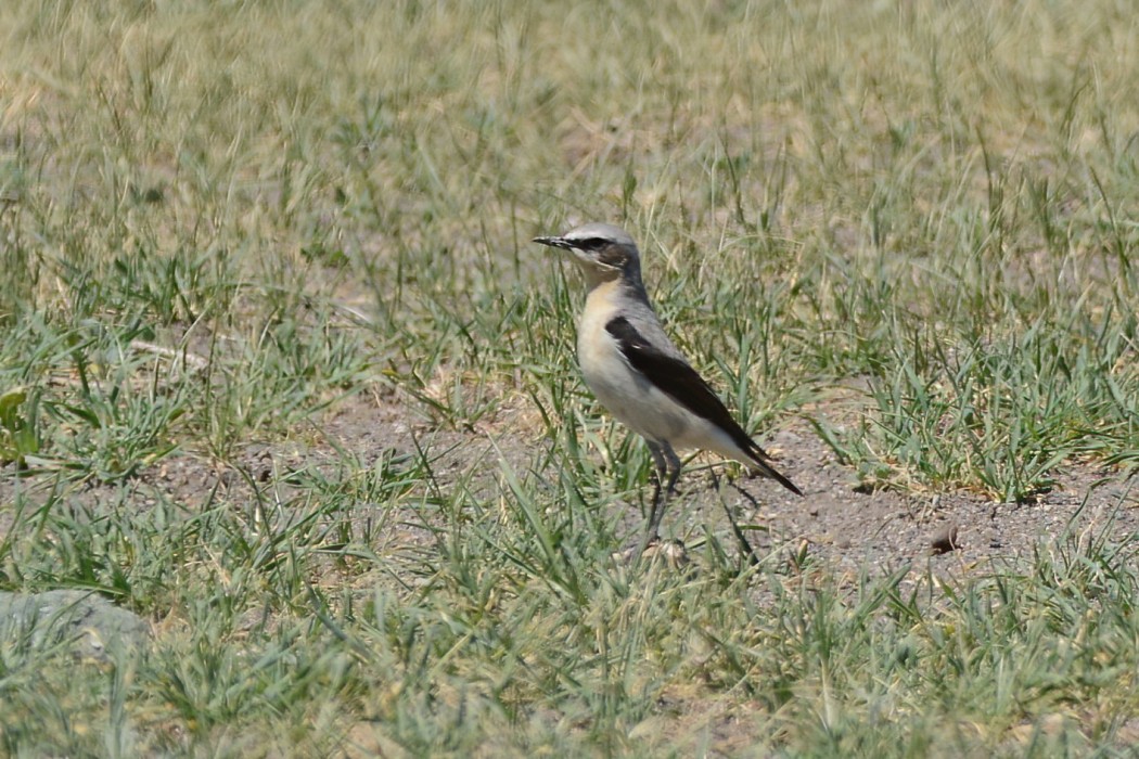 Kuyrukkakan