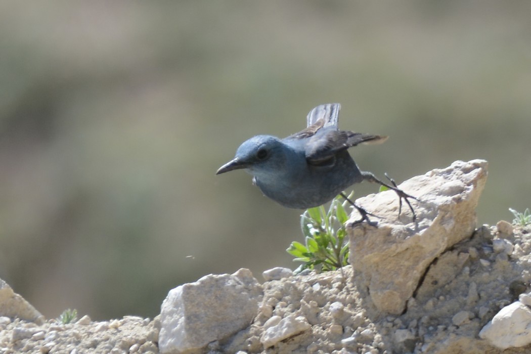 Gökardıç