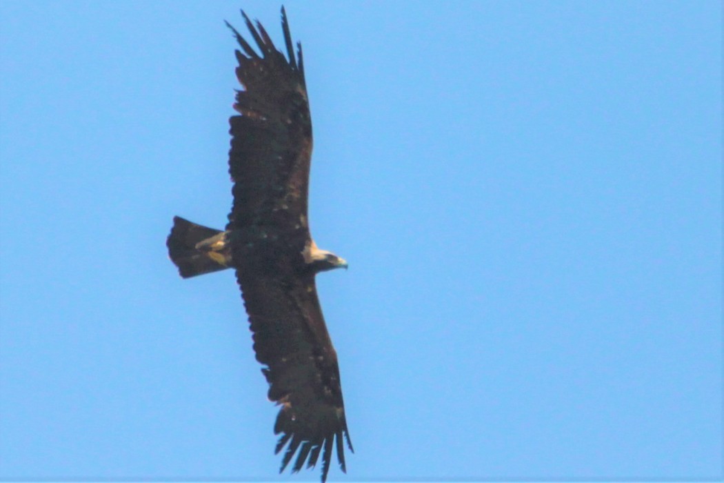 Şah kartal