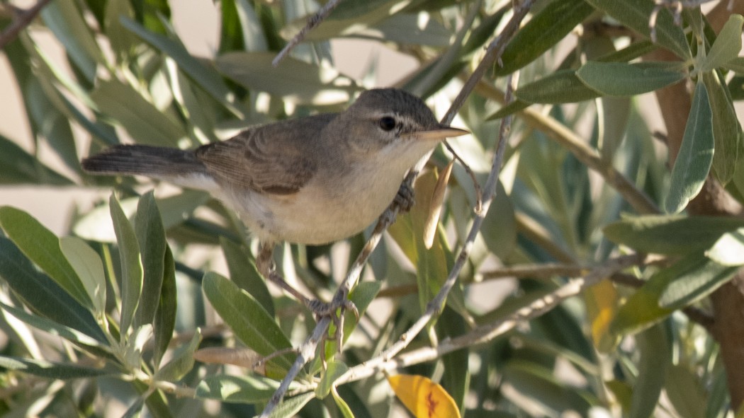 Zeytin mukallidi