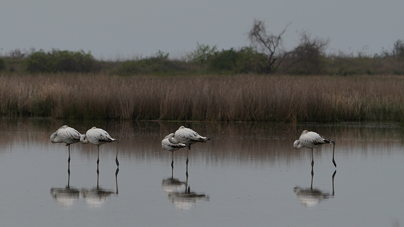 Flamingo